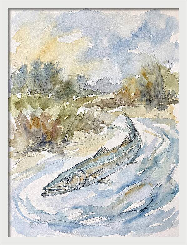 Barracuda Swimming In Serenity