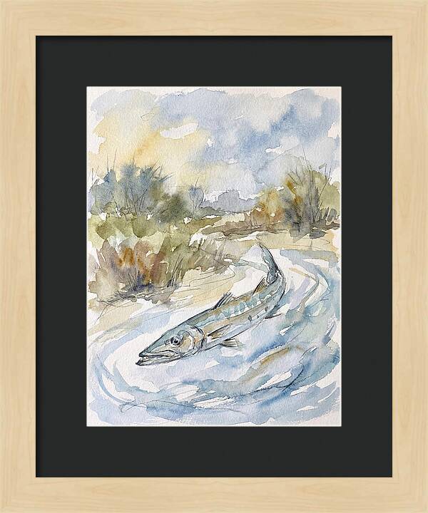Barracuda Swimming In Serenity