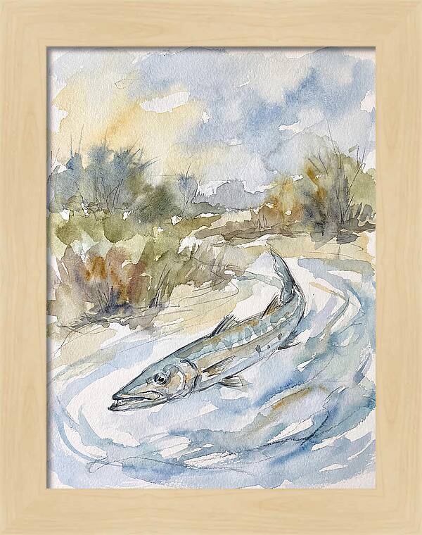 Barracuda Swimming In Serenity