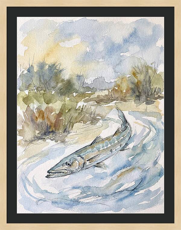 Barracuda Swimming In Serenity