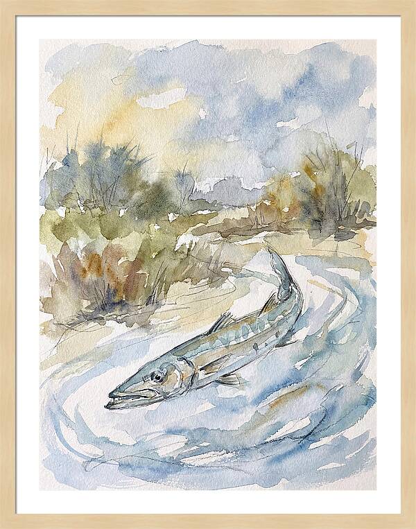 Barracuda Swimming In Serenity