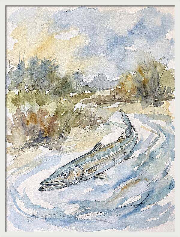 Barracuda Swimming In Serenity