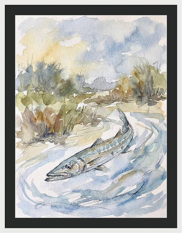 Barracuda Swimming In Serenity