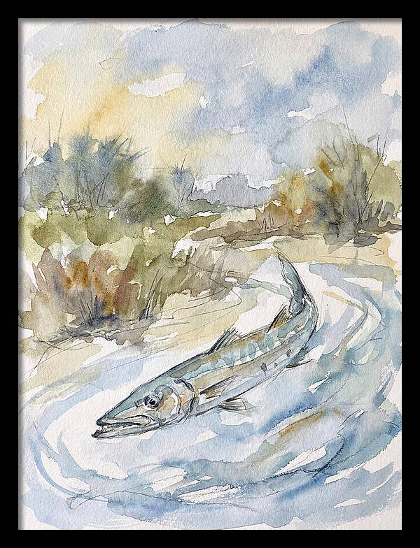 Barracuda Swimming In Serenity