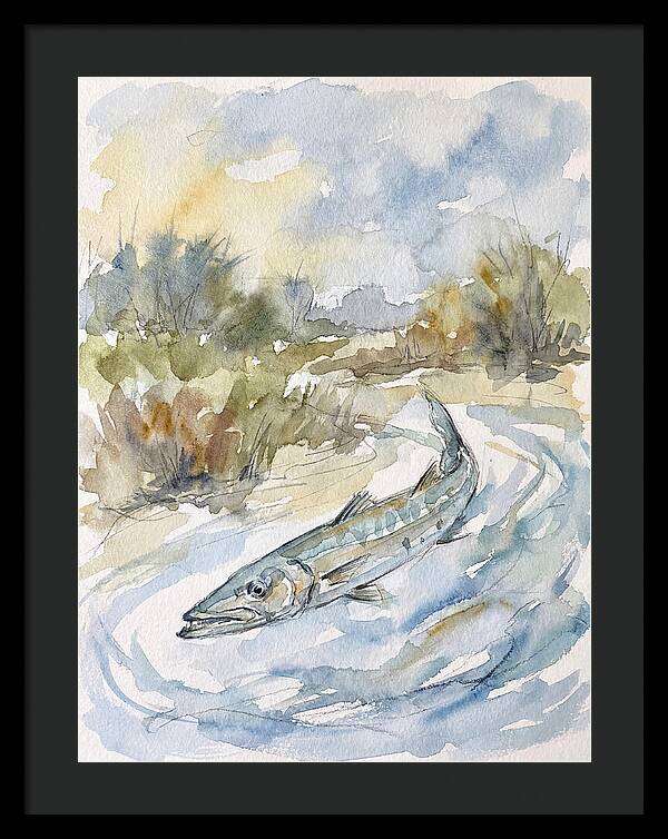 Barracuda Swimming In Serenity