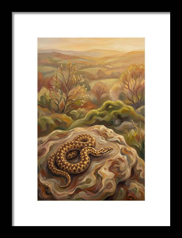 Basking Adder On Warm Rock