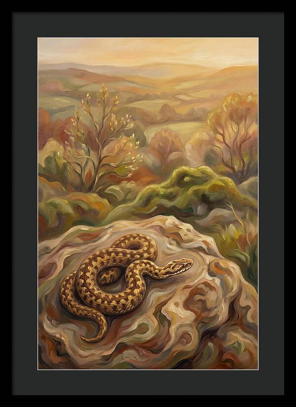 Basking Adder On Warm Rock