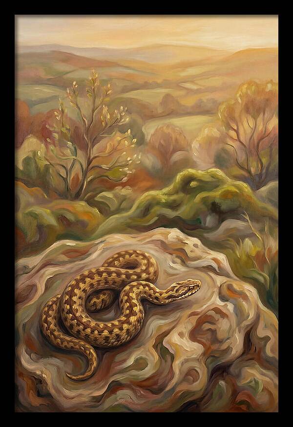 Basking Adder On Warm Rock