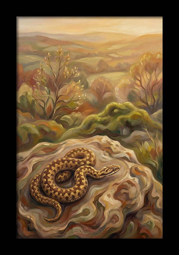 Basking Adder On Warm Rock