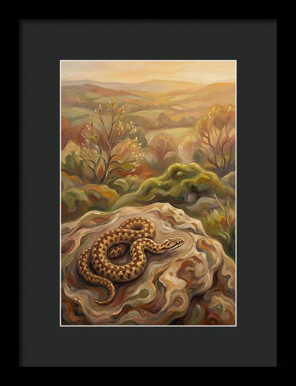 Basking Adder On Warm Rock