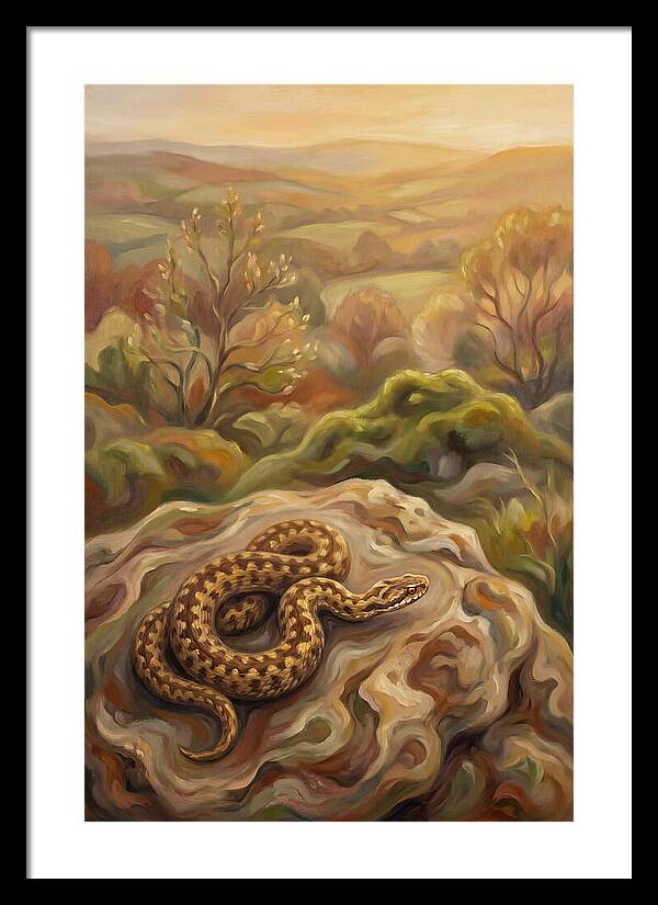 Basking Adder On Warm Rock