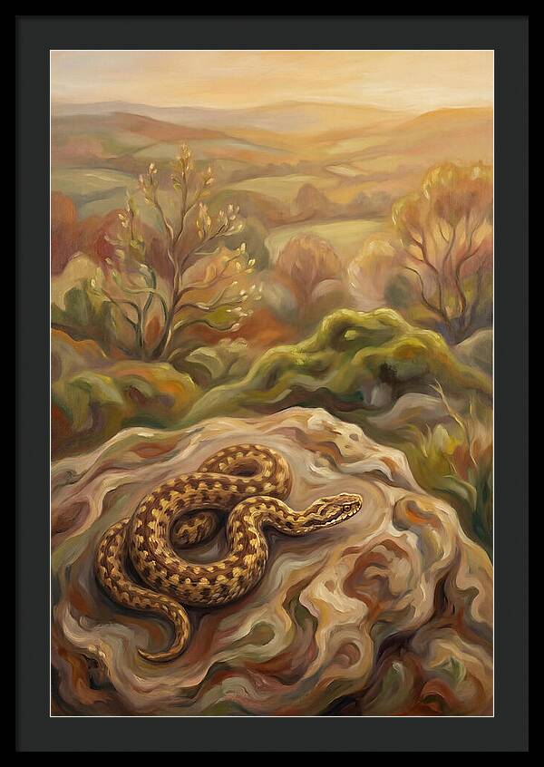Basking Adder On Warm Rock