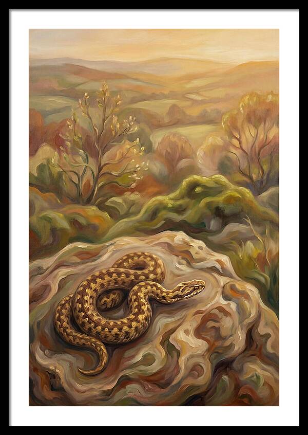 Basking Adder On Warm Rock