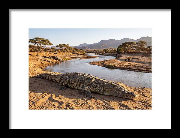 Basking Nile Crocodile