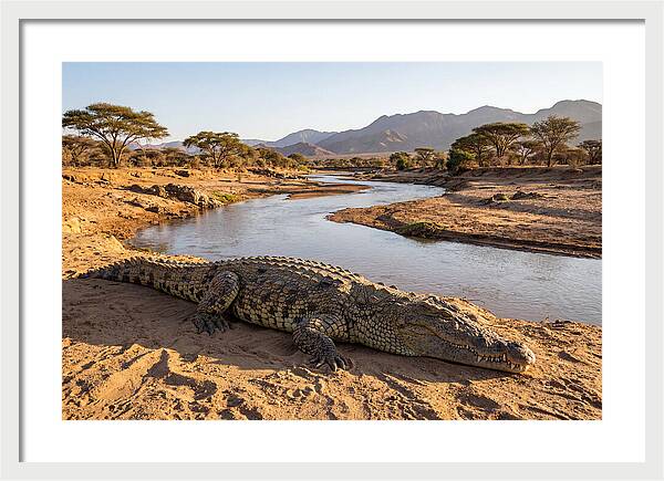 Basking Nile Crocodile