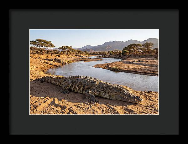 Basking Nile Crocodile