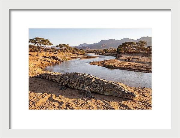 Basking Nile Crocodile