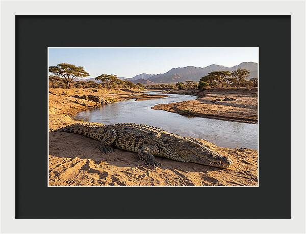 Basking Nile Crocodile