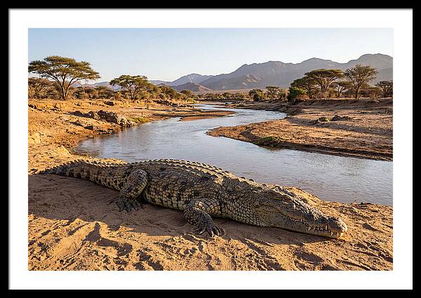 Basking Nile Crocodile