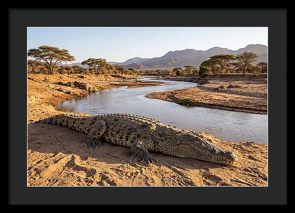 Basking Nile Crocodile