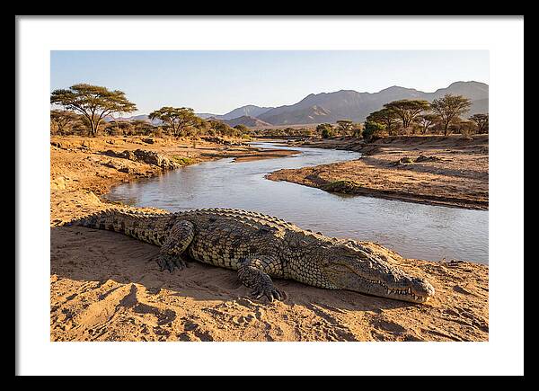 Basking Nile Crocodile