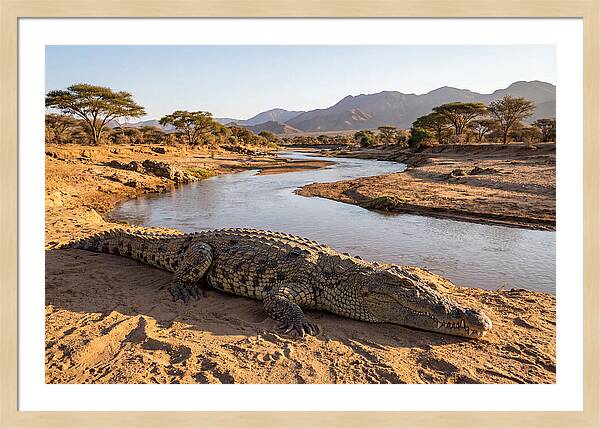 Basking Nile Crocodile