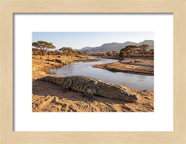 Basking Nile Crocodile