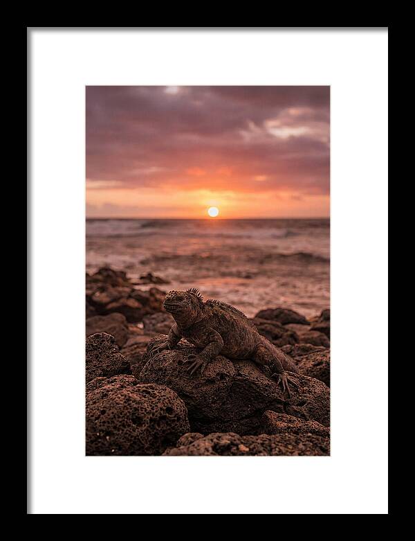 Basking Sea Iguana At Sunset