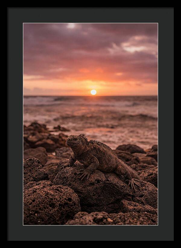 Basking Sea Iguana At Sunset