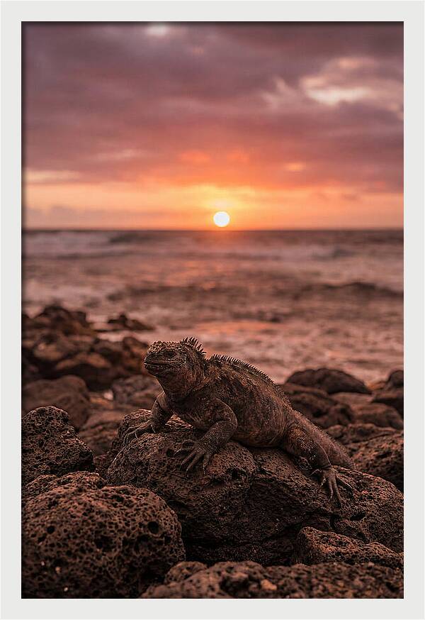 Basking Sea Iguana At Sunset