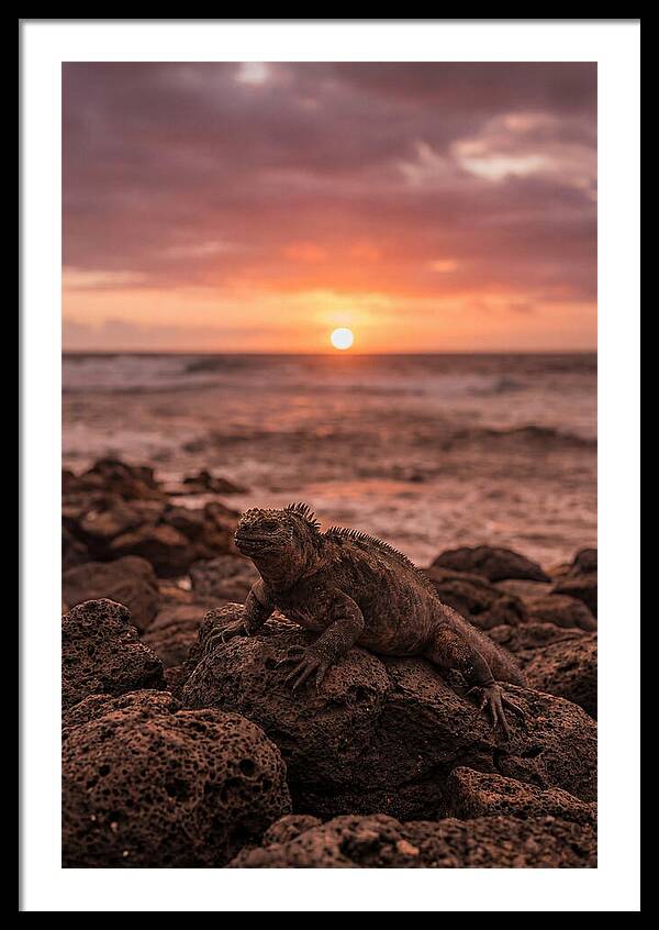 Basking Sea Iguana At Sunset