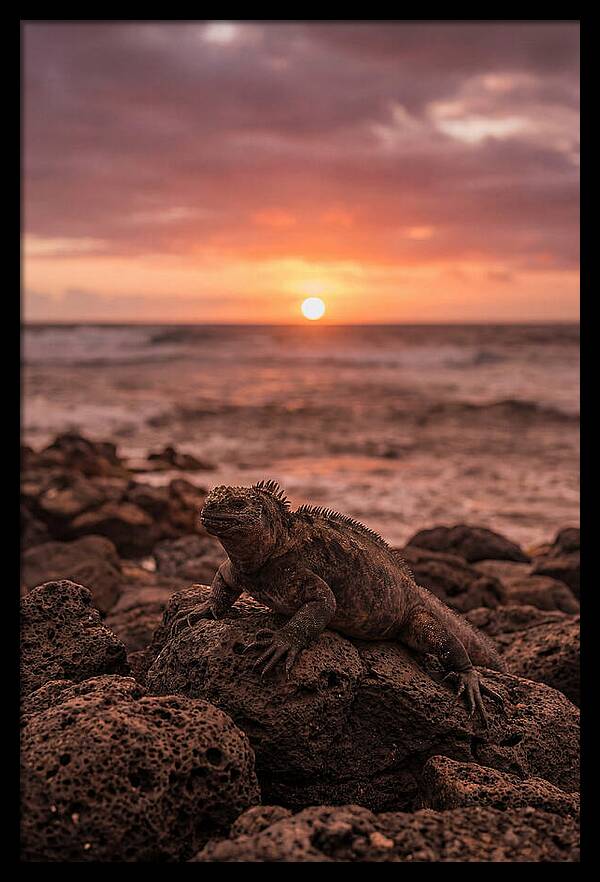 Basking Sea Iguana At Sunset