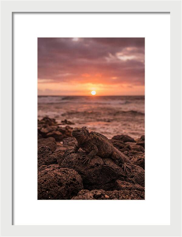 Basking Sea Iguana At Sunset