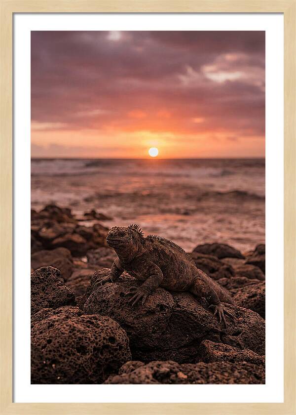 Basking Sea Iguana At Sunset