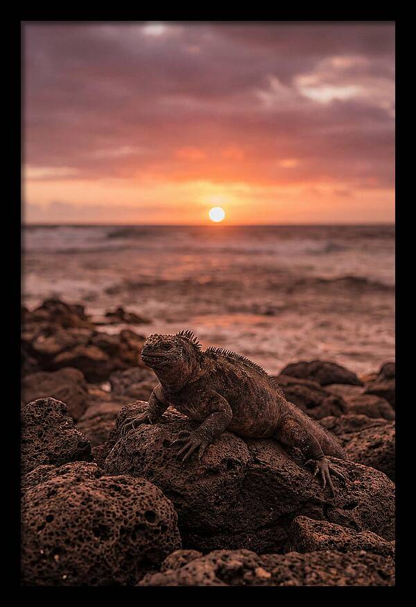 Basking Sea Iguana At Sunset