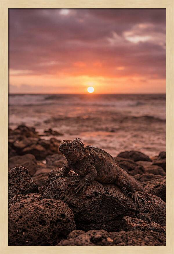 Basking Sea Iguana At Sunset