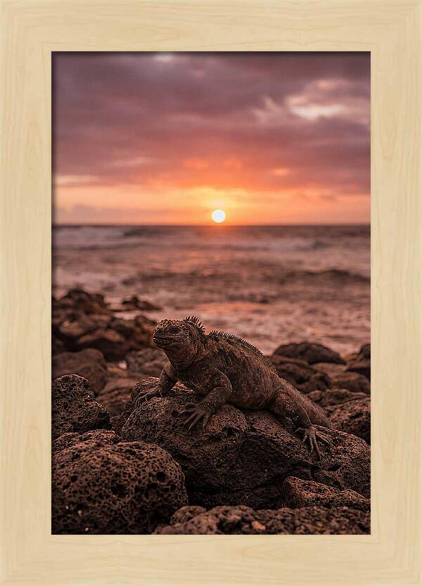 Basking Sea Iguana At Sunset