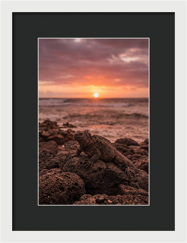 Basking Sea Iguana At Sunset