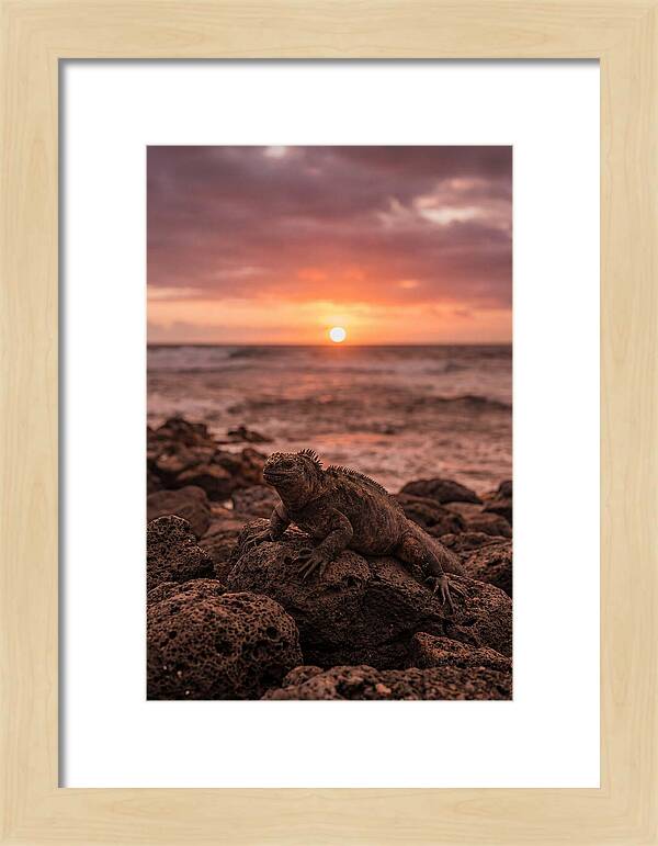 Basking Sea Iguana At Sunset