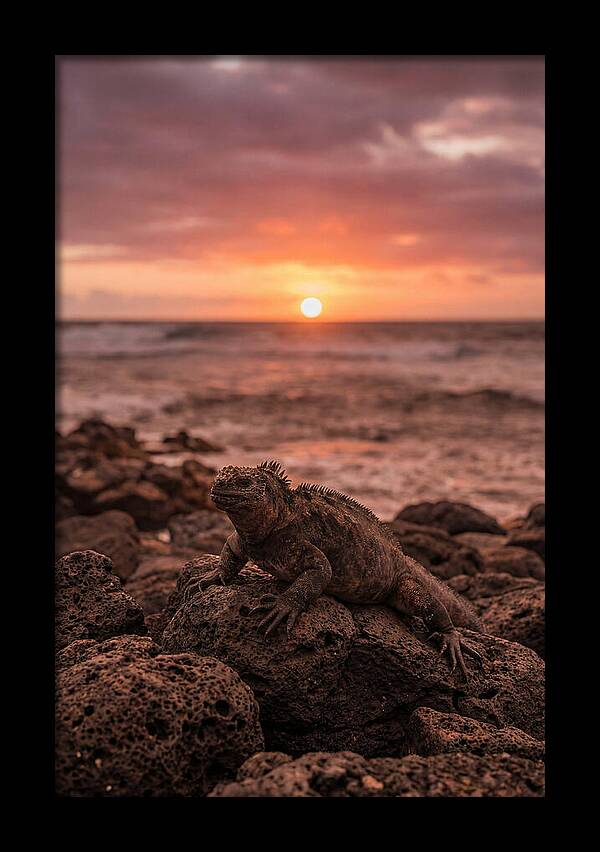Basking Sea Iguana At Sunset