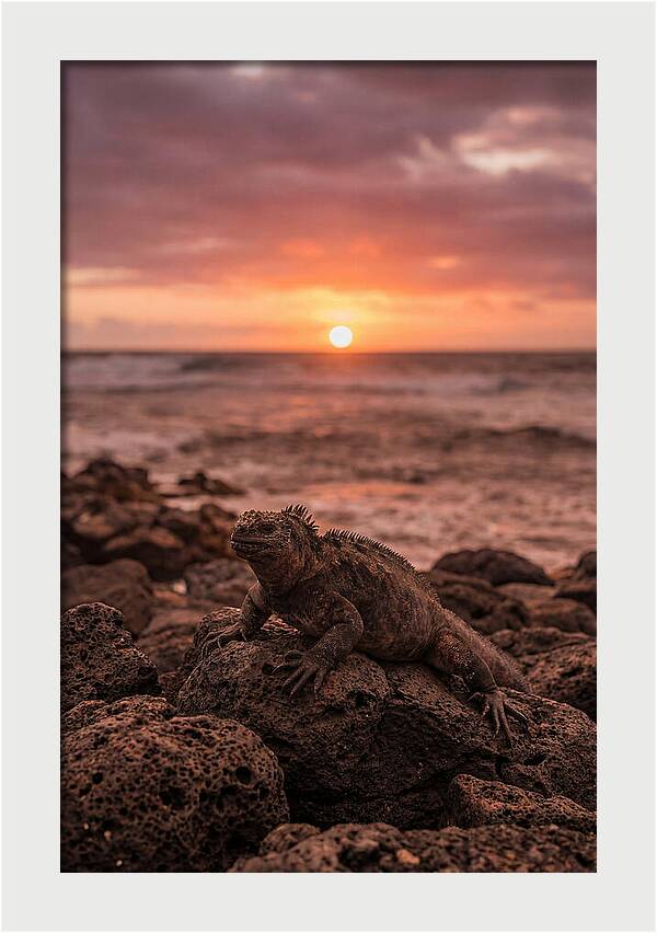 Basking Sea Iguana At Sunset