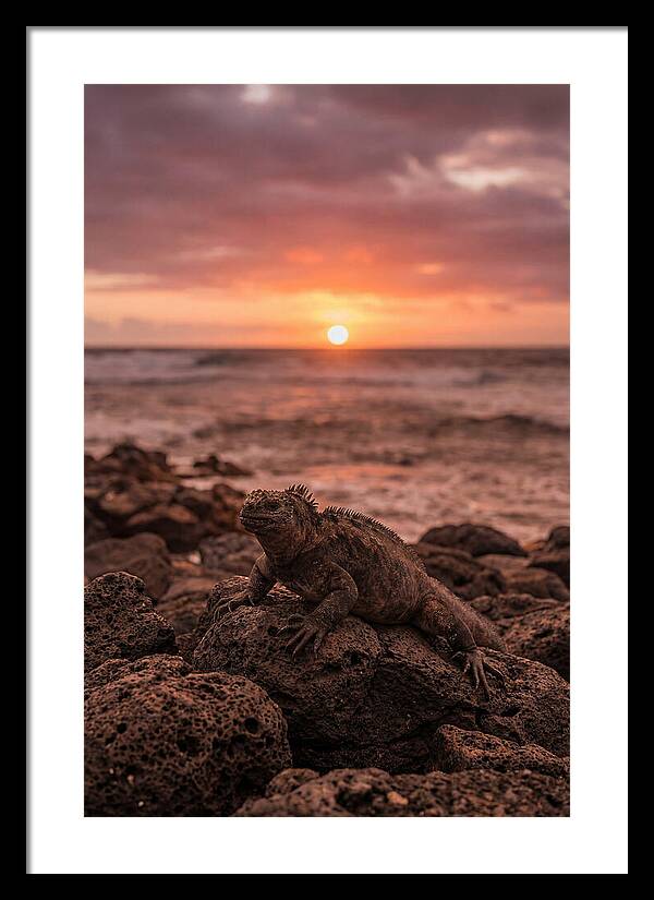 Basking Sea Iguana At Sunset