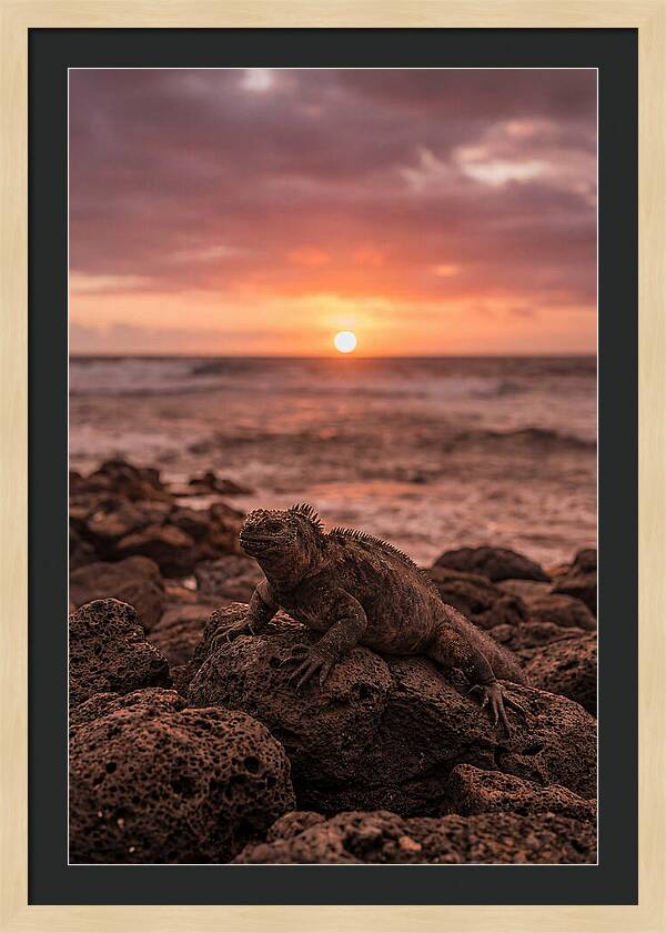 Basking Sea Iguana At Sunset