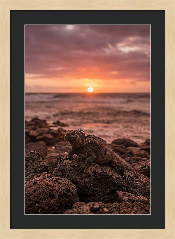 Basking Sea Iguana At Sunset