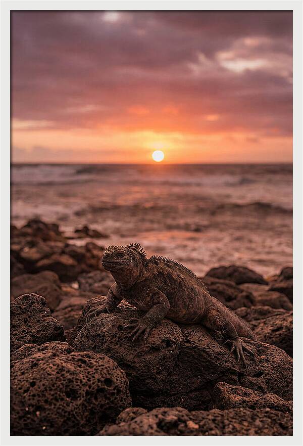 Basking Sea Iguana At Sunset