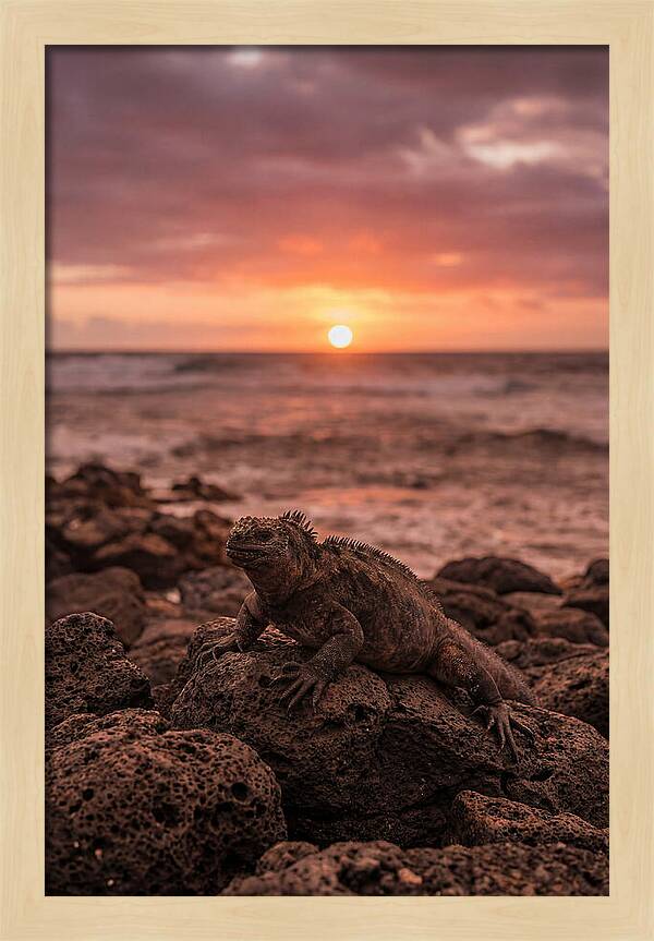 Basking Sea Iguana At Sunset