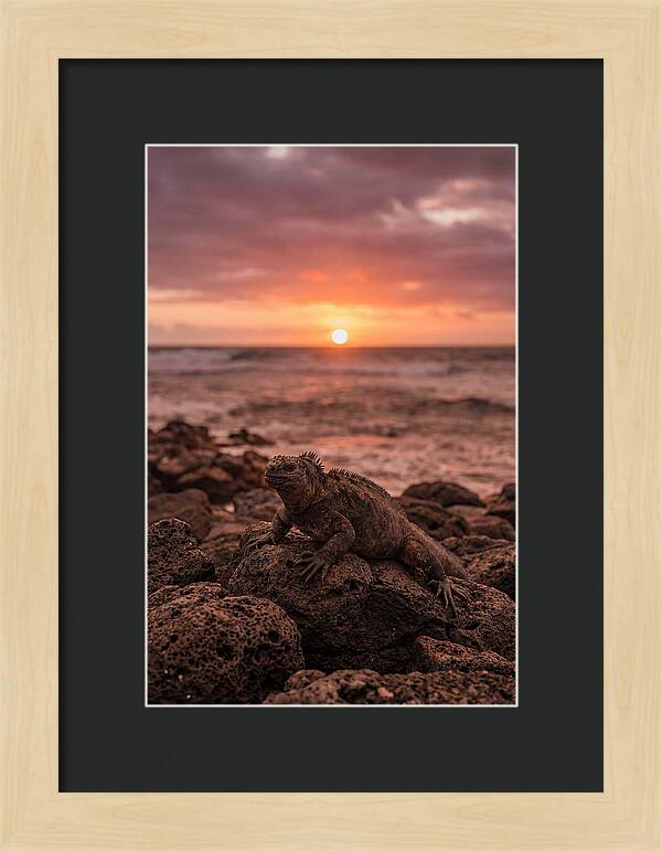 Basking Sea Iguana At Sunset