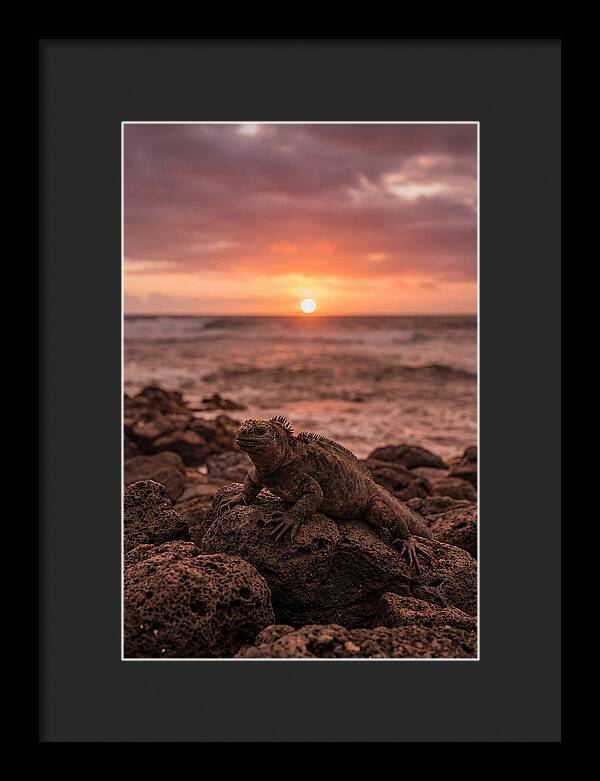 Basking Sea Iguana At Sunset