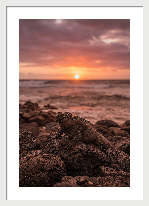 Basking Sea Iguana At Sunset
