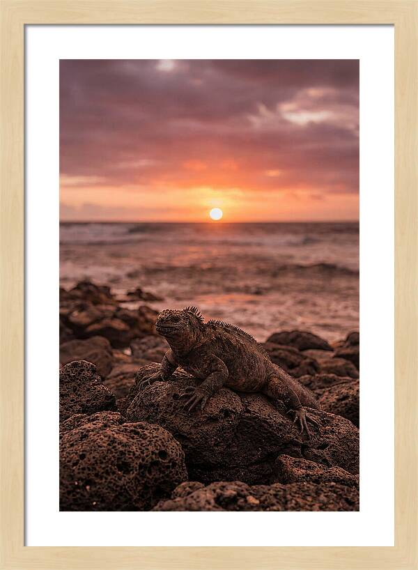 Basking Sea Iguana At Sunset